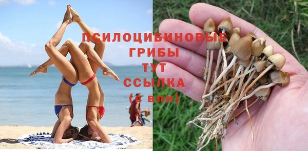 сатива Дмитровск